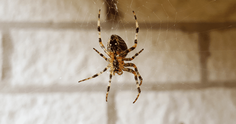 Astuces naturelle pour éloigner des araignées